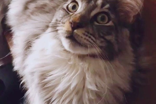 Кракен продает наркотики