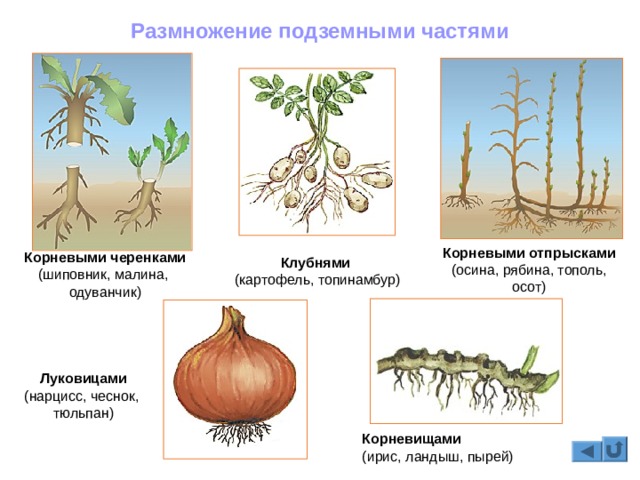 Kraken ссылка актуальная