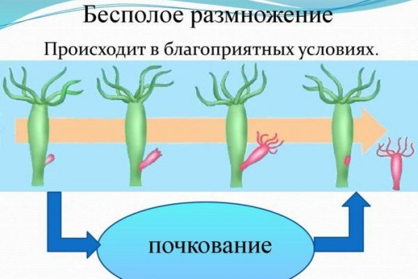 Официальный сайт kraken kraken clear com